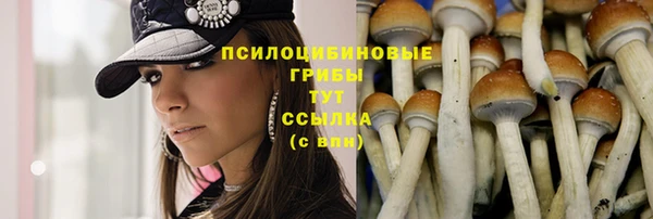 шишки Арсеньев