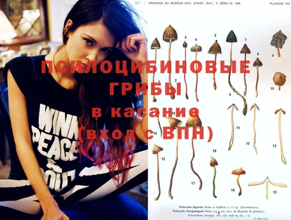 шишки Арсеньев