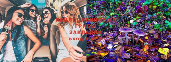 шишки Арсеньев